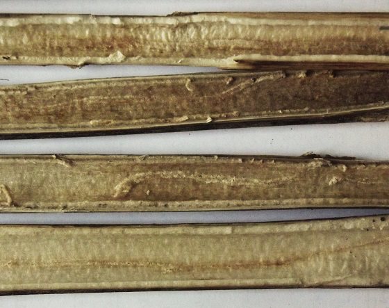 this image is similar to the previous one except there are now four pieces of affected stem in the frame, each with a tunnel winding in a different trajectory through the pith