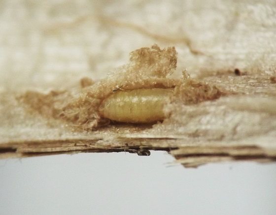 the puparium is straw-colored and partly buried in the pith; subtle transverse bands are visible at the boundaries between body segments of the puparium