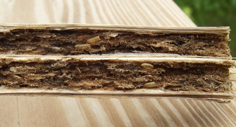 what remains of the pithy stem interior is riddled with crisscrossing tunnels and at least five spent puparia are scattered in the tunnels