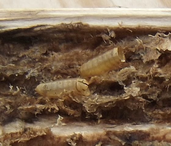 the pill-shaped puparia have their front ends split open or broken off, indicating successful emergence of the adult flies