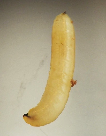 the larva is cylindrical and yellow, about six times as long as wide, and the front end tapers to a point with the black mouthhooks crowning the point