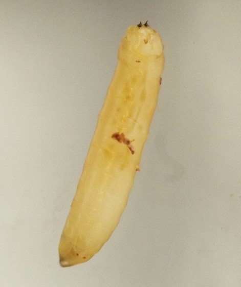the posterior spiracular hooks point upward, the mouthhooks and head skeleton are hidden under the soft tissues of the larva's front end, and the anterior spiracles form two small dots set back a short distance from the tapered front end