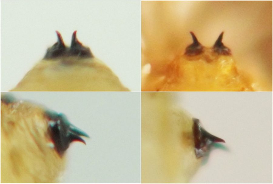 in the puparium from A. reniforme the spiracular hooks are somewhat more curved and the spiracle plates touch each other, while in the larva and puparium from A. plantagineum the spiracular hooks are straighter and the spiracle plates are separated by about half their width