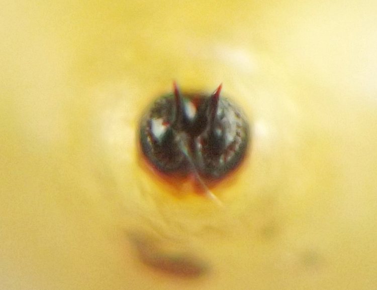 each black spiracle plate is shaped like a half-circle and the two half-circles are appressed to one another with the hooks in the middle and the tiny bulbs ringing the outside