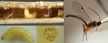 yellow grublike legless wasp larva with rounded, patterned head and black adult wasp with long slender abdomen