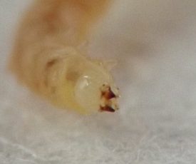 the sharply pointed, hardened, dark red mandibles are held open on the front end of the larva's pale, dome-shaped head