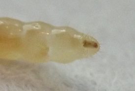 the rear end of the immature stage is rounded and hairy with a pair of tiny pointed urogomphi