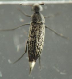 the minute hairs are silvery-golden and arranged in a pattern of small irregular blotches with a central line down the midpoint of the elytra