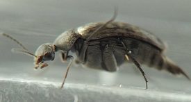 beetle with rounded back and hemispherical head bearing a dark compound eye