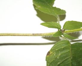 leafy green herbaceous plant stalk with a small discolored area in the portion at the center of the image