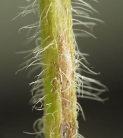 the browned mine on the elongate stem bulges outward where the puparium rests underneath