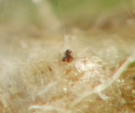 the rounded, slightly curved spiracle stalk projects like a tiny periscope above the surface of the stem