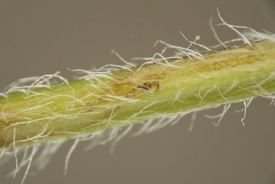 greenish-yellow hairy stem with slightly darker curved linear feeding trail winding around it