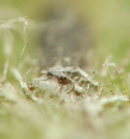 the spiracle stalks are short and narrow and protrude through the whitish epidermis