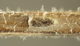 the puparium is brown with white edges, tapered at one end and rounded at the other, and it rests on a dry brown stem piece