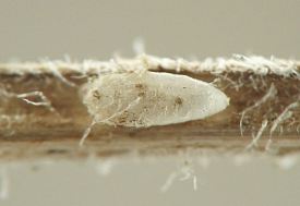 puparium shaped as in image 101-11, but this one is all white in color with segments faintly discernible