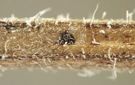 the spot of frass is black and roughly circular, positioned midway between adjacent edges of the 4-sided stem