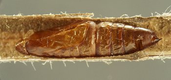 caramel-colored, bullet-shaped pupal shell fills diameter of hollow brown stem