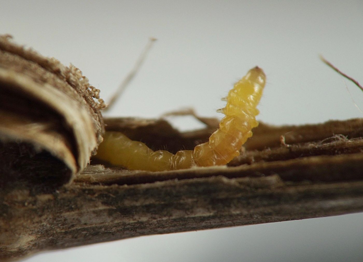 yellow immature stage perched on split open stem piece with its body arched