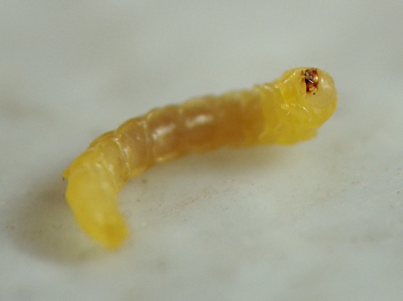 the immature insect's body is curled with its head and thorax lifted off the white surface, with reddish mandibles slightly open
