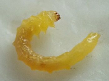 the immature beetle's bright yellow body is curved into a C shape as it rests on the whitish substrate