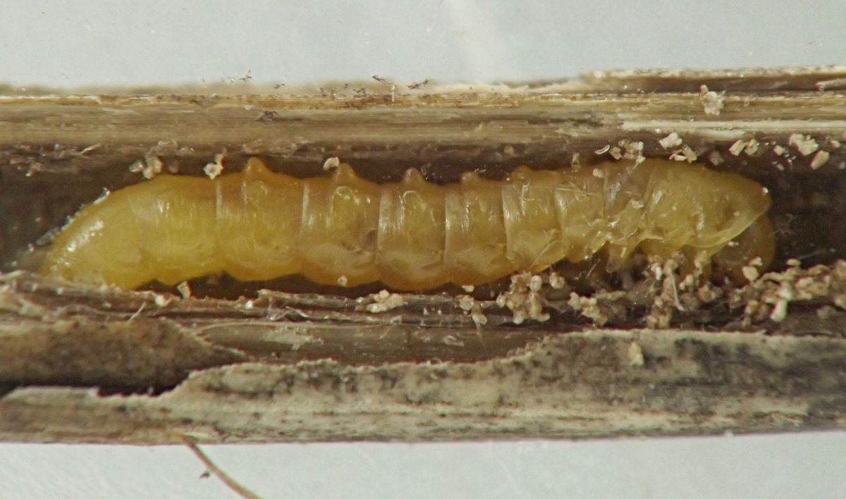 immature stage with bumpy dorsal ampullae and short thoracic legs, in tunnel in stem with crumbly frass
