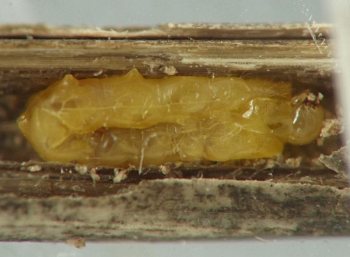 the larva's body is folded in half as it squeezes through the narrow tunnel in order to face the opposite direction