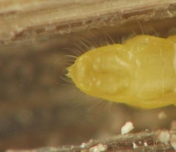 the larva's rounded rear end features a pair of fleshy conical projections