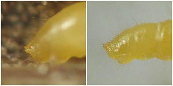 the conical urogomphi protrude from the tapered posterior end of the larva