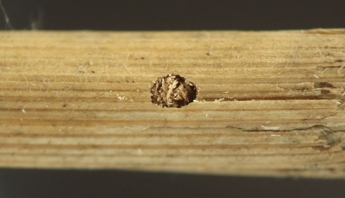 the oval hole punctuates the cylindrical yellow-brown stem, exposing pieces of angular frass inside