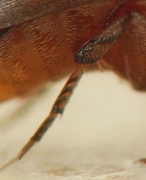 the segments of the leg each have several black, comblike ridges oriented at a 45-degree angle