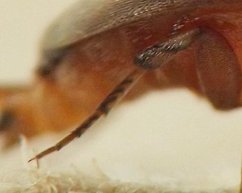 similar to image 109-12 but with more of the beetle's tapered reddish abdomen included in the background