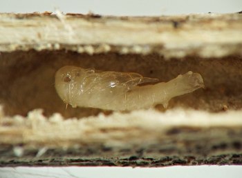 pale pupa with rounded front end and tapering posterior, tucked snugly in hollow in dead stem