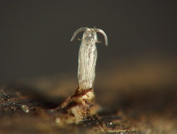 pale, ghostlike pupal shell protrudes from dark brown stem surface, with curved, hornlike antennae swept back from top of head
