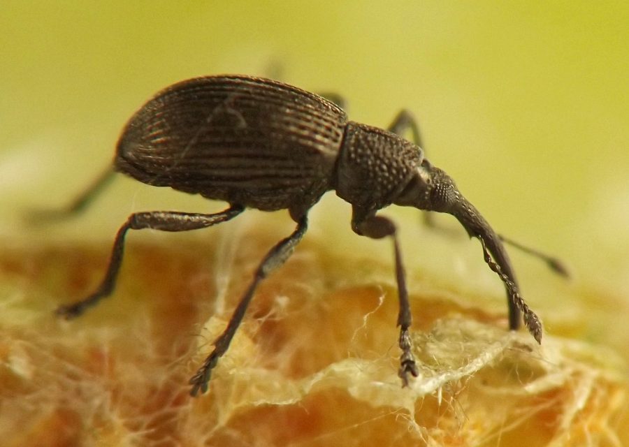 black weevil with rounded body and long, curved rostrum