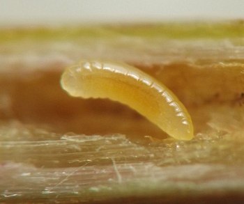 the pale larva rests its curved, segmented body against the light brown inner walls of the hollow stem