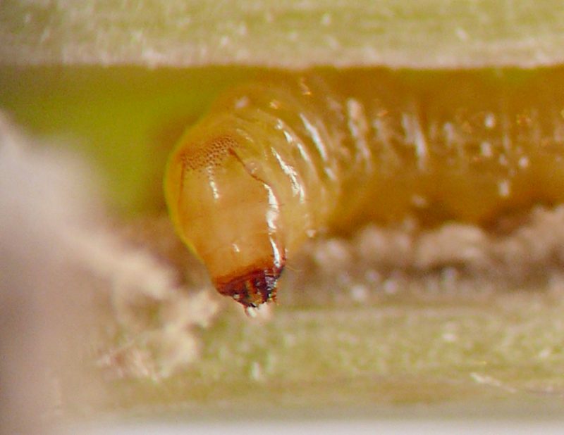 The front of the larva's head is flattened into a disc about 1.5 times as long as wide, with heavily sclerotized mandibles in front; the larva has a yellowish body color with the hardened parts dark red