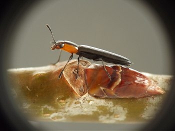 side view of black and red beetle sitting on bud and leaf scar of twig