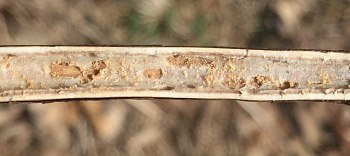 several roughly oval holes chewed in stem interior with powdery excrement scattered around