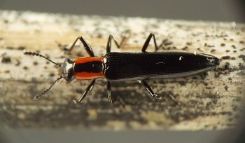 top view of beetle with black elytra and red prothorax striped with black, perched on a smooth tan and gray stem
