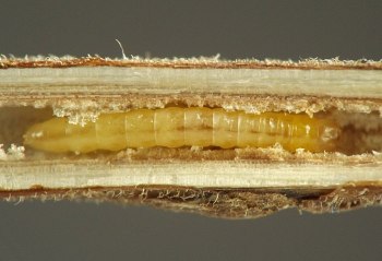 smooth, segmented back of immature stage hiding in stem tunnel
