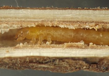 front of immature stage with round head and six short legs