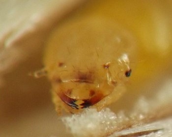round head of immature stage has long reddish mandibles that are black on the ends with three teeth each