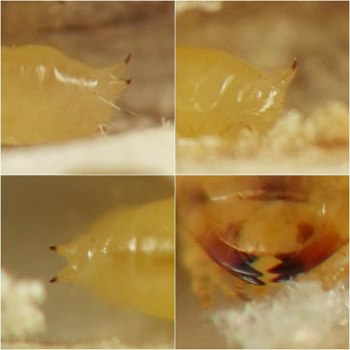 four panels, with three panels showing the two curved, pointed projections on the rear end known as urogomphi, and one panel showing the darkened, tri-toothed mandibles