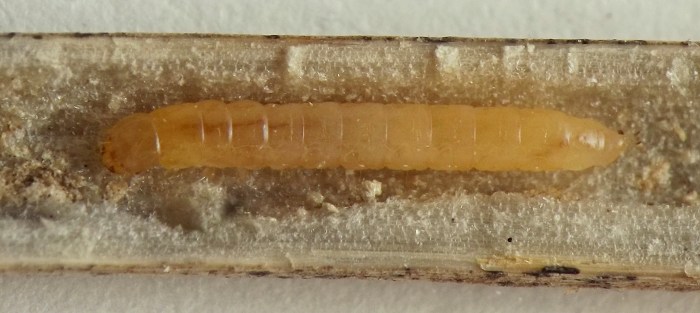 pale orange beetle larva stretched out in its tunnel in a dry stalk of Osmorhiza that has been split open for the photo