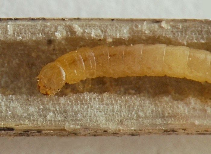 the larva curls its body in the stem tunnel; it has a rounded head and sickle-shaped mandibles