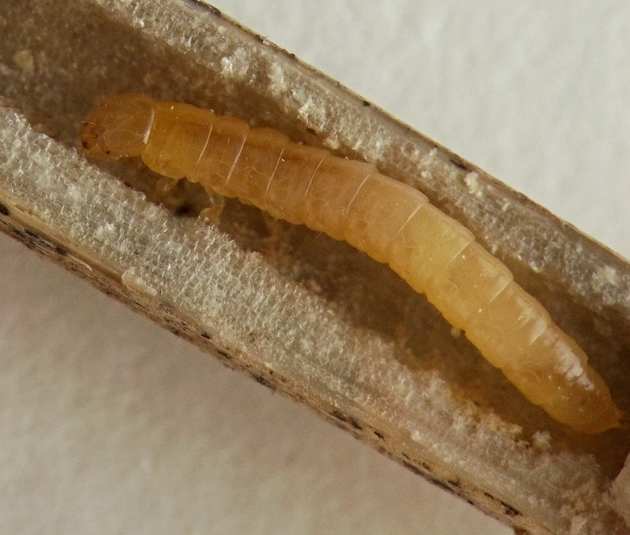the larva has three thoracic segments and eight abdominal segments; its body color is pale pinkish-orange