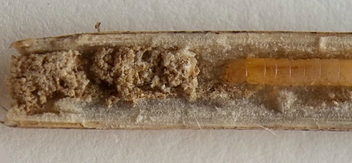 the plug of frass is several millimeters long, made of dry, compacted, irregularly shaped pellets, and the larva perches behind it in the stem with its head facing the plug