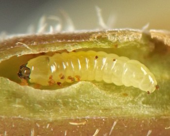 somewhat squat, cylindrical, yellow larva with small rounded brown head capsule