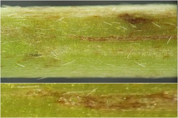 the oviposition site features a tiny round hole in the epidermis and the hatchling larva's brown mine leads away from this point